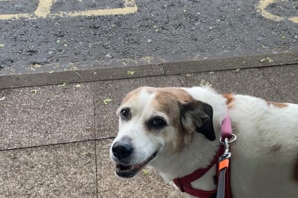 Pet friendly properties