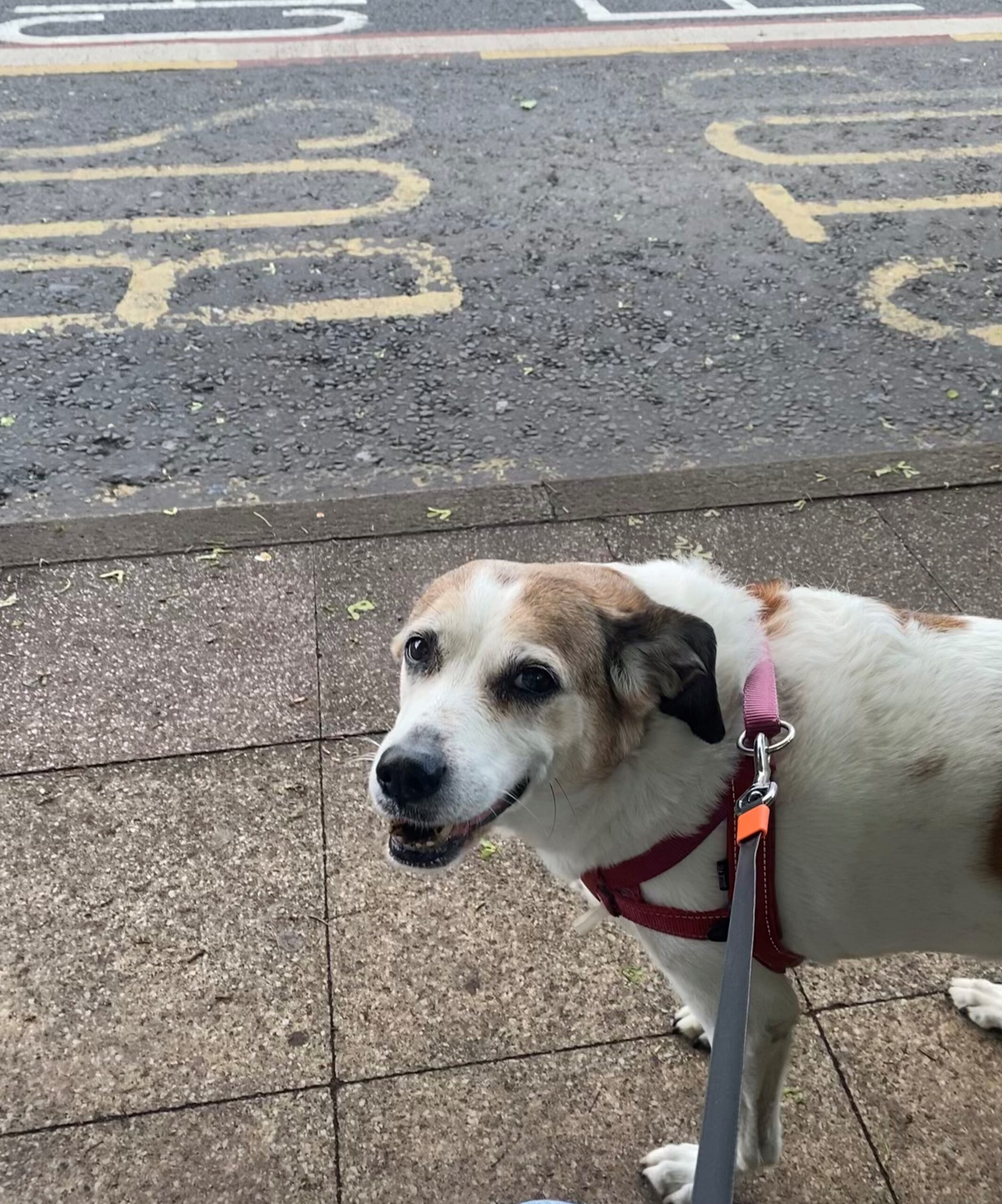 Petfriendly properties Garden Court North Chambers